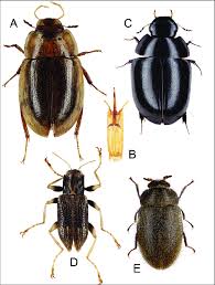 Attēlu rezultāti vaicājumam “Hydrophilidae”