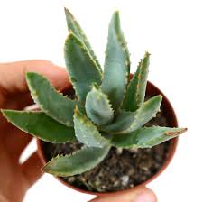 Attēlu rezultāti vaicājumam “Alloeotomus sp.”