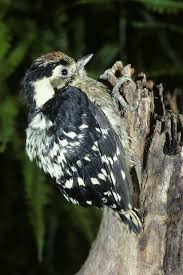 Attēlu rezultāti vaicājumam “Dendrocopos minor female”