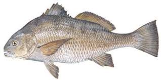 Image result for Pogonias cromis