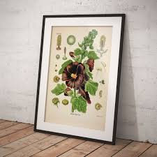 Image result for Alcea (althaea) rosea