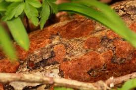 Attēlu rezultāti vaicājumam “Rosellinia desmazieri”