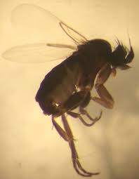 Attēlu rezultāti vaicājumam “Phoridae”