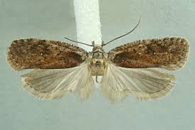 Attēlu rezultāti vaicājumam “Agonopterix ciliella”