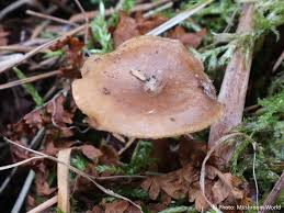 Attēlu rezultāti vaicājumam “Polyporus brumalis”