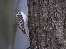 Attēlu rezultāti vaicājumam “Certhia familiaris”