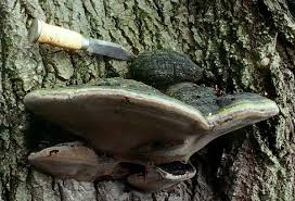 Attēlu rezultāti vaicājumam “Phellinus populicola”