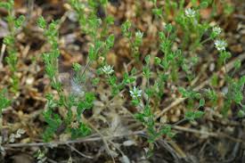 Attēlu rezultāti vaicājumam “Arenaria serpyllifolia leaf”
