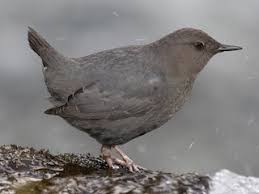 Attēlu rezultāti vaicājumam “Cinclus cinclus adult”