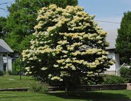 Attēlu rezultāti vaicājumam “Syringa reticulata subsp. amurensis flower”
