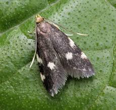 Attēlu rezultāti vaicājumam “Depressaria olerella imago”