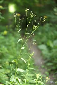 Attēlu rezultāti vaicājumam “Lapsana communis flower”