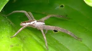 Attēlu rezultāti vaicājumam “Pisaura mirabilis male”