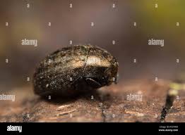 Attēlu rezultāti vaicājumam “Cytilus sericeus”