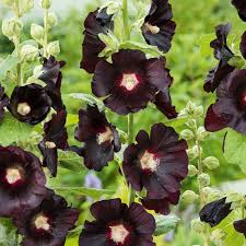 Image result for Stockrose