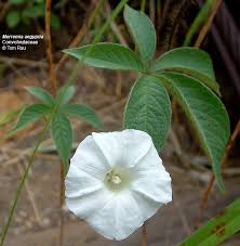 Attēlu rezultāti vaicājumam “Convolvulaceae”