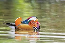 Attēlu rezultāti vaicājumam “Aix galericulata male”