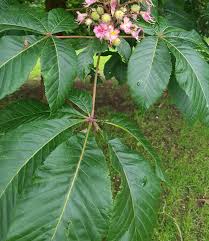 Attēlu rezultāti vaicājumam “Aesculus x hybrida leaf”