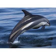 Image result for Lagenorhynchus albirostris