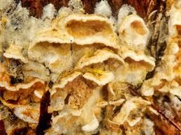 Attēlu rezultāti vaicājumam “Trametes ochracea”