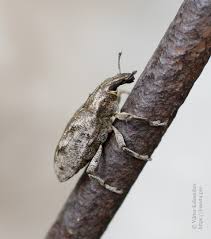 Attēlu rezultāti vaicājumam “Cleonis pigra”