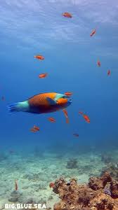 Image result for Chlorurus sordidus