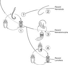 Attēlu rezultāti vaicājumam “Nematomorpha”