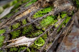 Attēlu rezultāti vaicājumam “Trachea atriplicis”