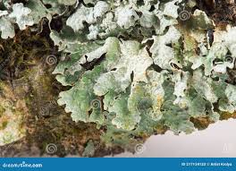 Attēlu rezultāti vaicājumam “Flavoparmelia caperata”