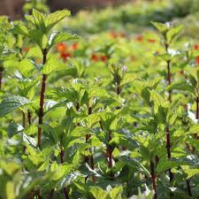 Image result for Pfefferminze