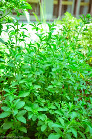 Image result for Stevia rebaudiana