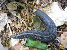 Attēlu rezultāti vaicājumam “Limax cinereoniger”