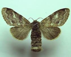 Attēlu rezultāti vaicājumam “Gynaephora selenitica”