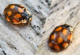 Attēlu rezultāti vaicājumam “Adalia bipunctata imago”