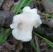 Attēlu rezultāti vaicājumam “Postia tephroleucus”