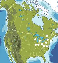 Attēlu rezultāti vaicājumam “Sporophagomyces chrysostomus”