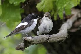 Attēlu rezultāti vaicājumam “Ficedula hypoleuca female”