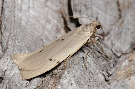 Attēlu rezultāti vaicājumam “Pelosia muscerda”