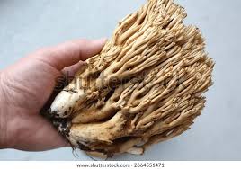 Attēlu rezultāti vaicājumam “Ramaria flava”