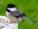 Maine State Bird - Black-Capped Chickadee