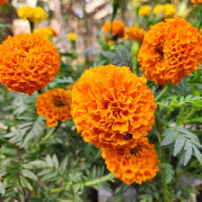 Attēlu rezultāti vaicājumam “Tagetes”