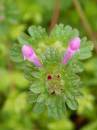 Attēlu rezultāti vaicājumam “Glechoma hederacea leaf”