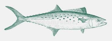 Image result for Scomberomorus maculatus
