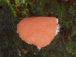 Attēlu rezultāti vaicājumam “Tubifera magna young”