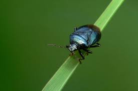 Attēlu rezultāti vaicājumam “Zicrona caerulea”