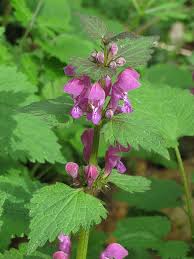 Attēlu rezultāti vaicājumam “Lamium”
