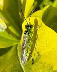 Attēlu rezultāti vaicājumam “Rhogogaster picta”