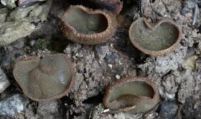 Attēlu rezultāti vaicājumam “Amaurochaete fusiformis spores”