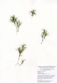 Attēlu rezultāti vaicājumam “Najas flexilis”