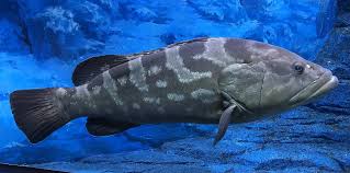 Image result for Epinephelus andersoni